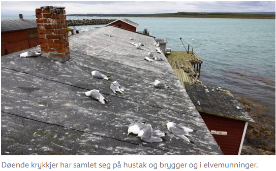 NÅ: Fugleinfluensa påvist i Rogaland – må avlive nærmere 9000 kyllinger…ja da er de i gang igjen NWO